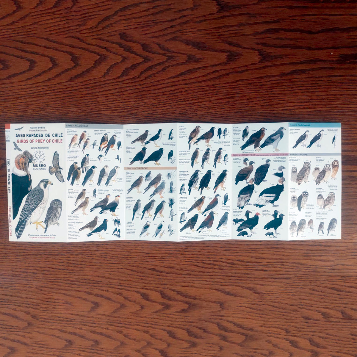 Guía de campo - aves rapaces de Chile