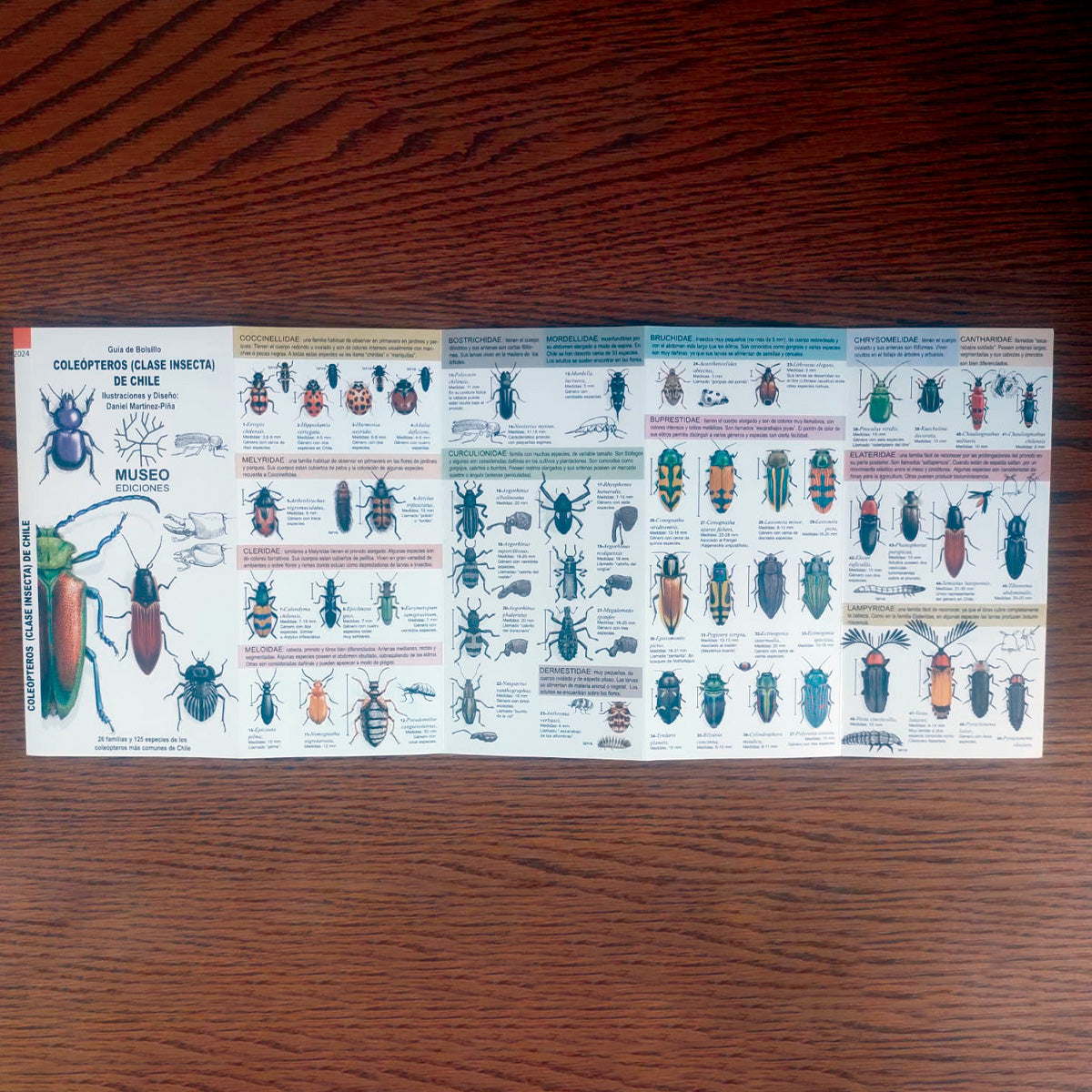 Guía de campo - coleópteros (clase insecta) de Chile