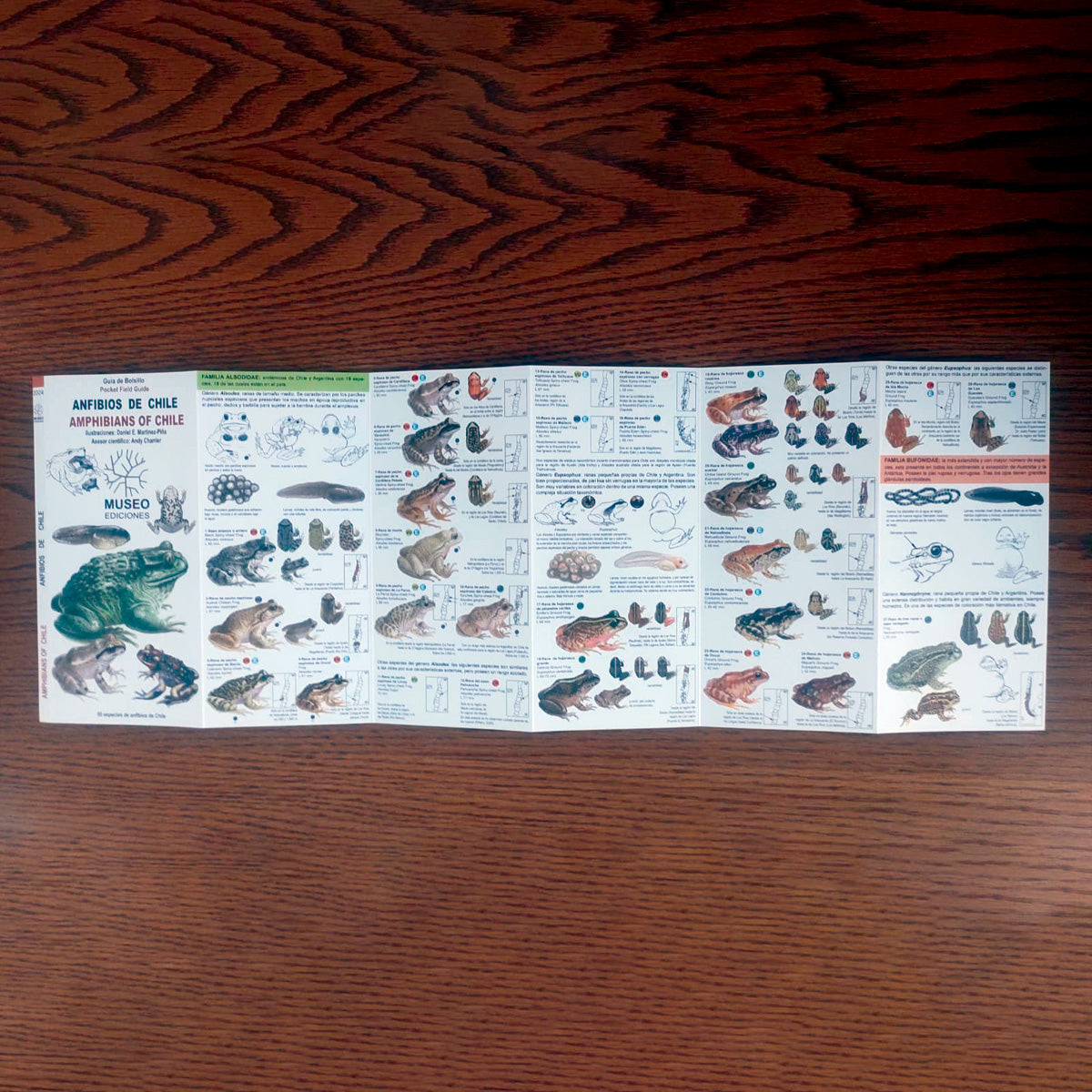 Guía de campo - anfibios de Chile