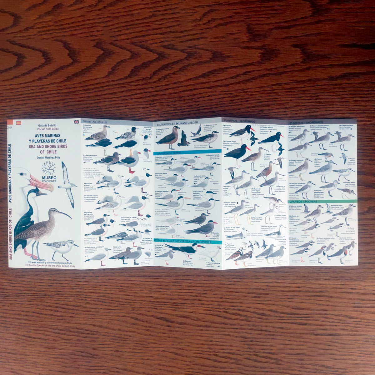 Guía de campo - aves marinas y playeras de Chile