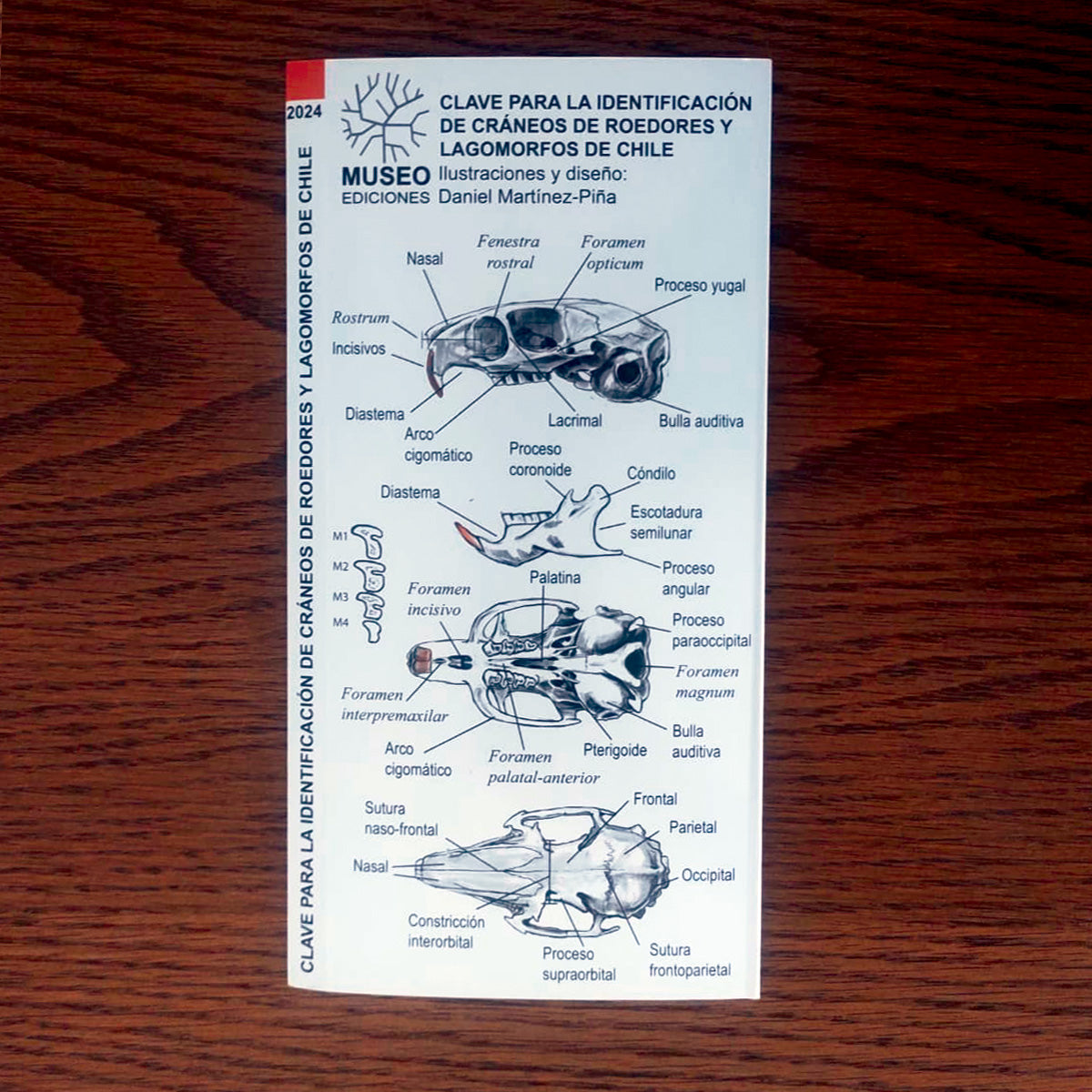 Guía de campo - clave para la identificación de cráneos de roedores y lagomorfos de Chile