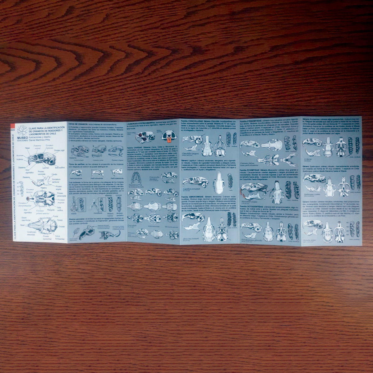 Guía de campo - clave para la identificación de cráneos de roedores y lagomorfos de Chile