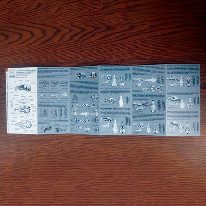 Guía de campo - clave para la identificación de cráneos de roedores y lagomorfos de Chile