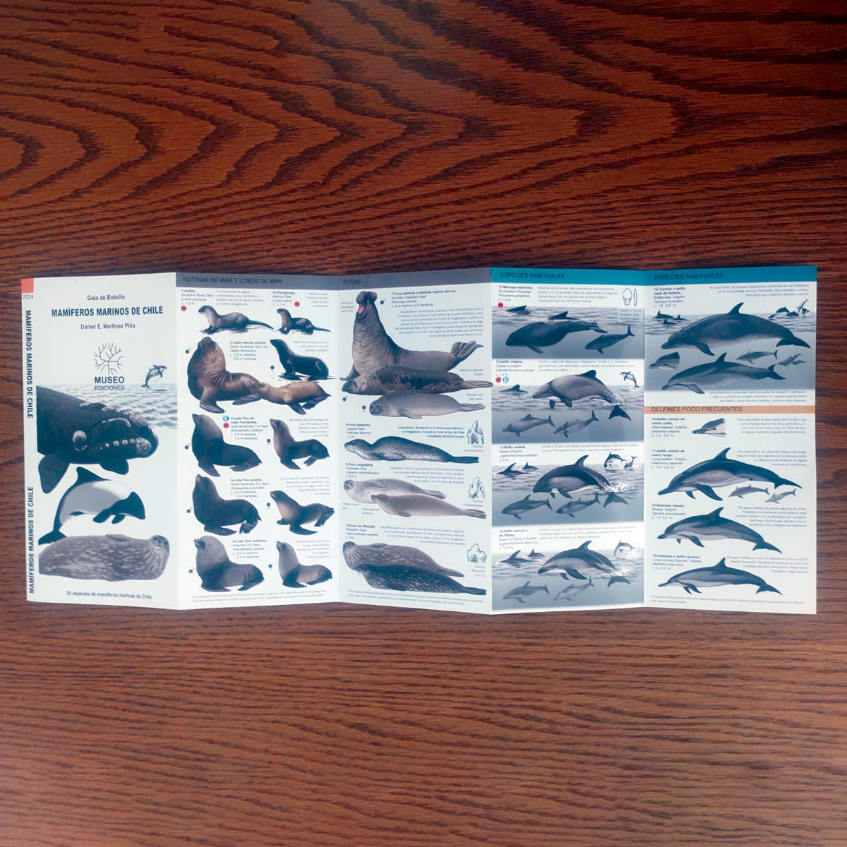Guía de campo - mamíferos marinos de Chile