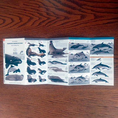 Guía de campo - mamíferos marinos de Chile