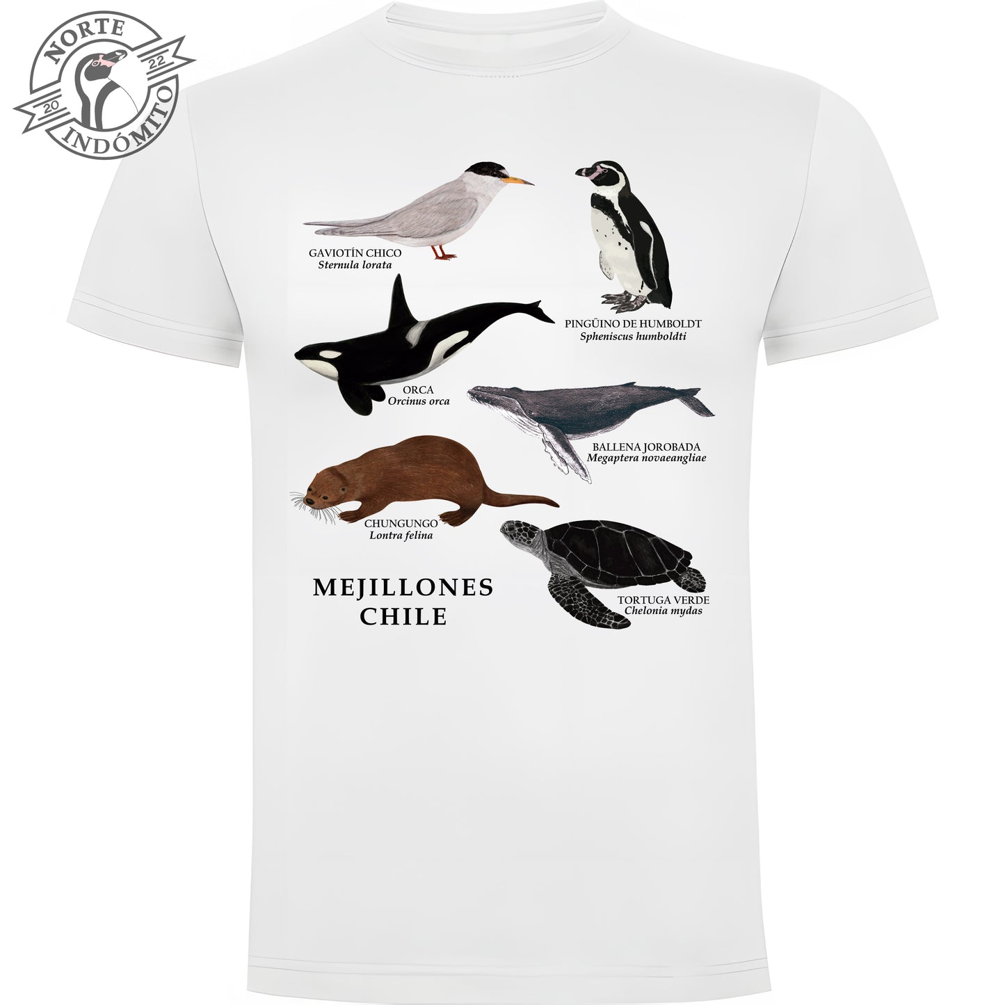 Polera - fauna marina Mejillones