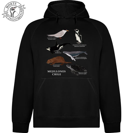 Polerón - fauna marina Mejillones