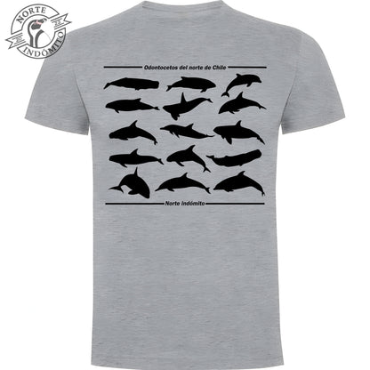 Polera - odontocetos silueta